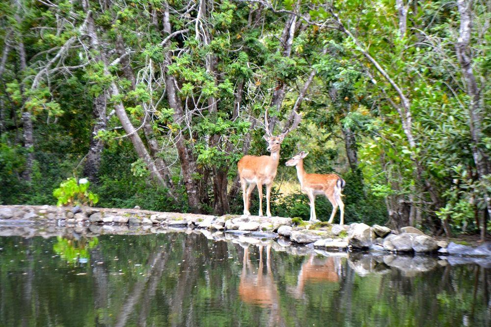 Tree Lodge Nidos De Pucón Εξωτερικό φωτογραφία