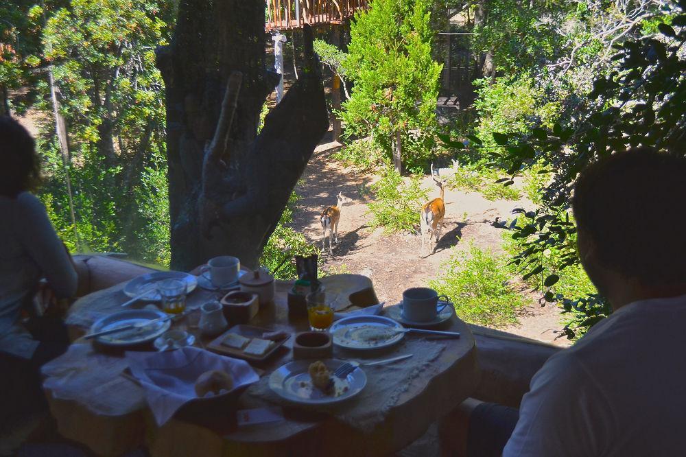 Tree Lodge Nidos De Pucón Εξωτερικό φωτογραφία