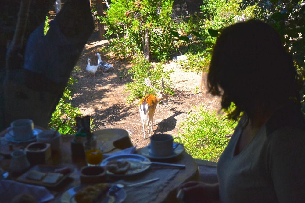 Tree Lodge Nidos De Pucón Εξωτερικό φωτογραφία